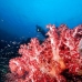 coral_soft_ni_v_0705_png1598.jpg